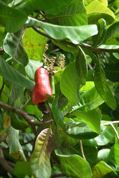 Cashew