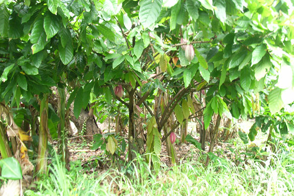 Cocoa