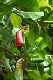 Cashew