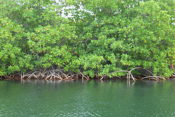 Mangroves